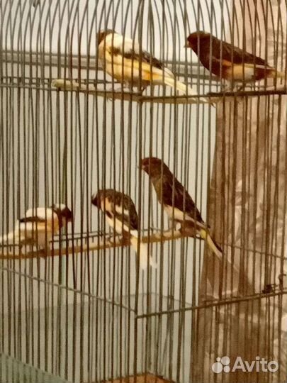 Канарейки овсяночного напева