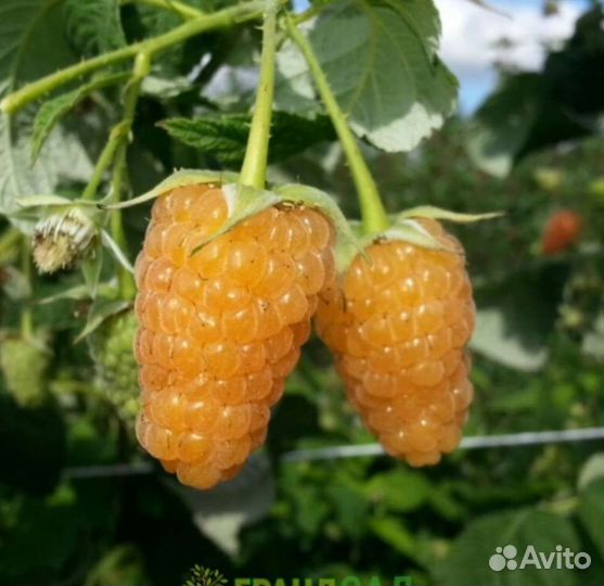 Саженцы малины