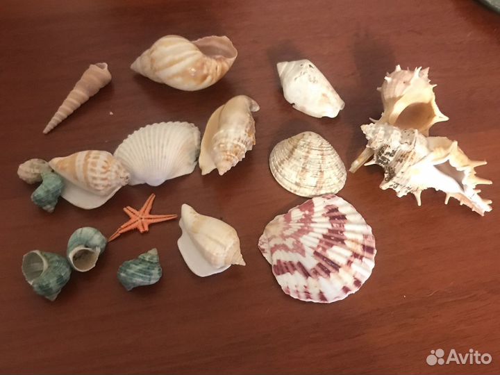 Ракушка морская большая набор ракушек