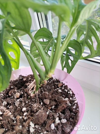 Монстера манки