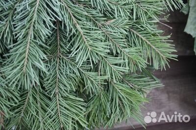 Пихтовые веники