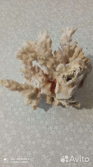 Коралл и ракушки для акваурима