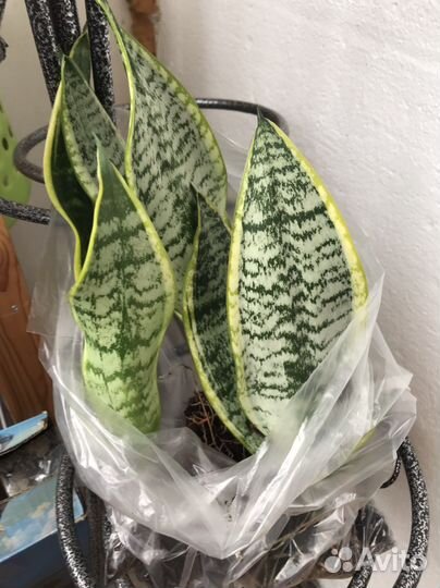 Сансевиерия футура суперба