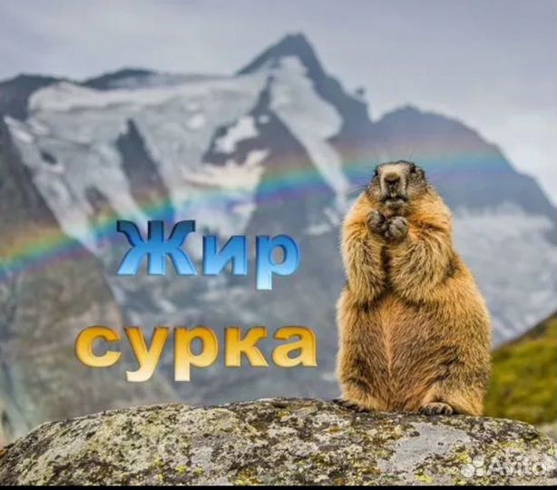 Жир сурка