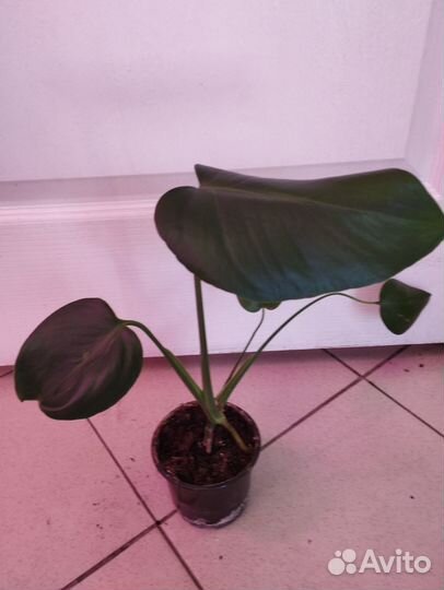 Комнатные растения