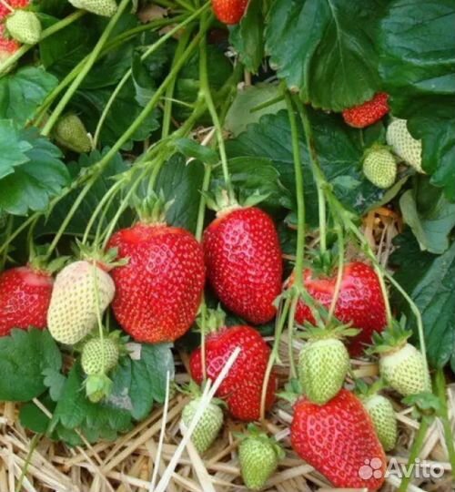 Клубника Азия