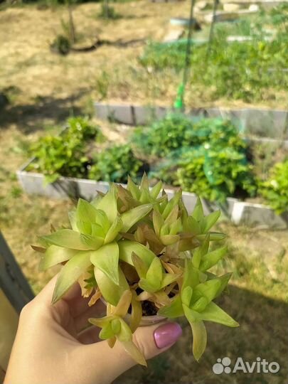 Суккуленты(крассулы, алое, дикия, хавортия и тд)