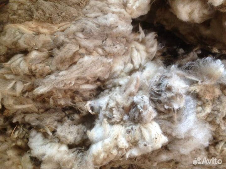 Шерсть овечий не мытая