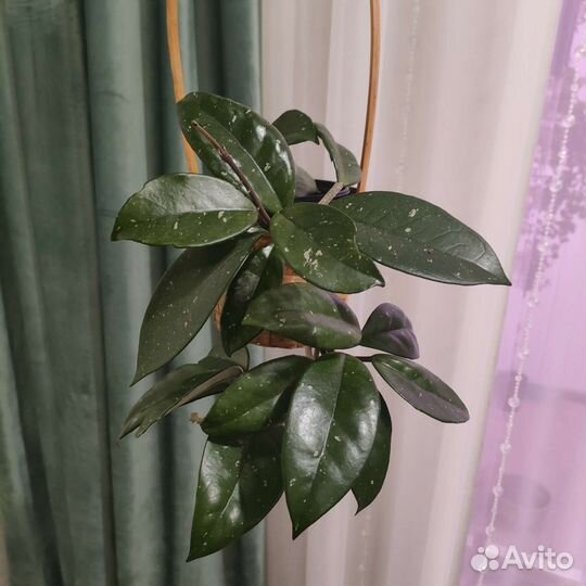 Хойя карноза