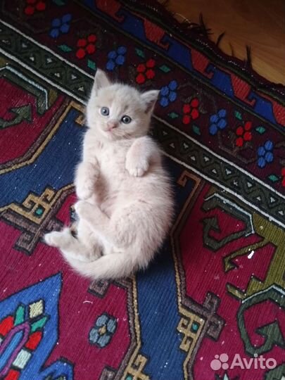 Британский вислоухий