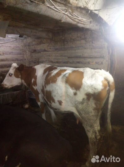 Коровы и быки