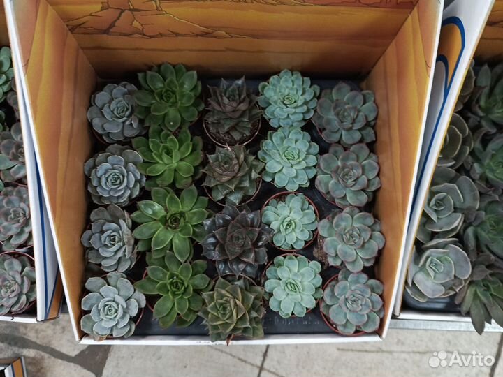 Суккуленты