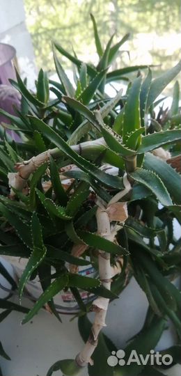 Антуриум, алоэ