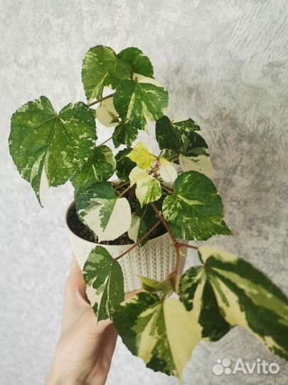 Комнатные растения(Гибискус,калла