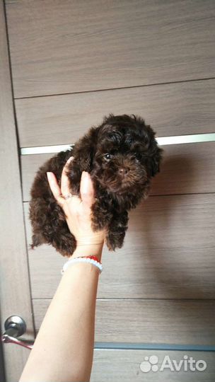 Мальтипу тикап, китайские Тедди