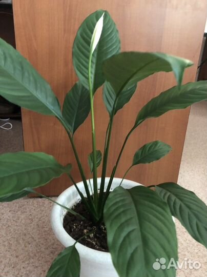 Спатифиллум