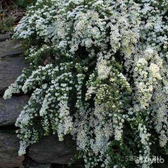 Вересковая астра белая кустовая