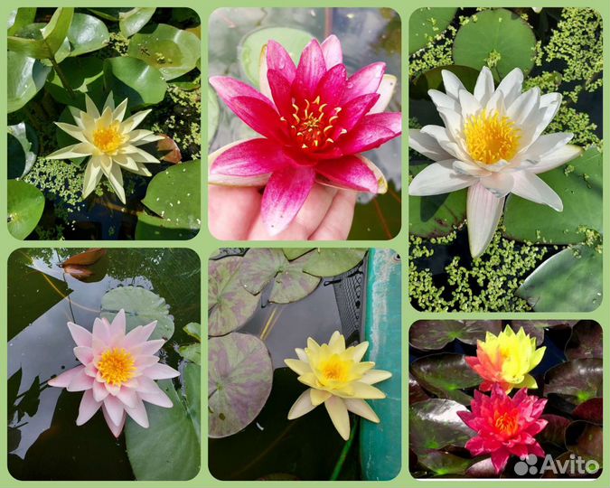 Многолетние садовые цветы