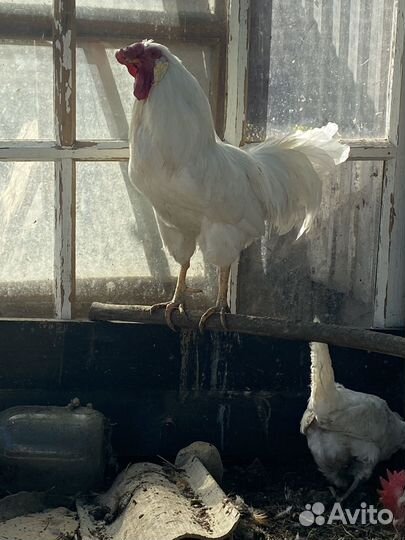 Петух породистый