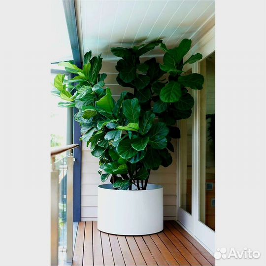 Фикус Лирата Колумнарис и Бамбино