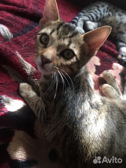 Бенгальские котята серебро и золото