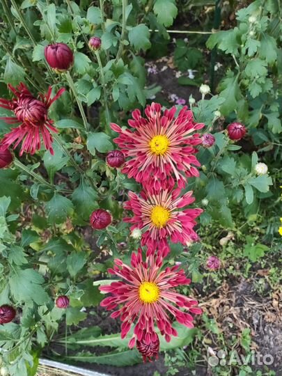 Хризантемы