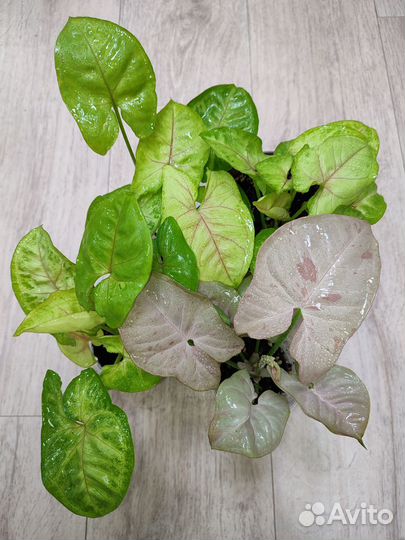 Комнатные растения (цветы)