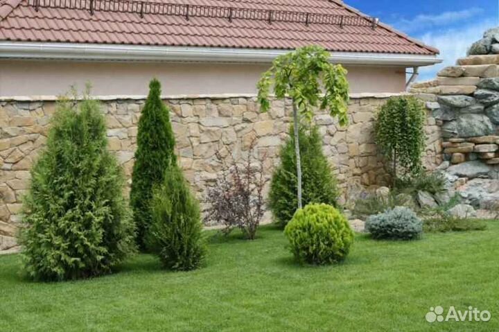 Рулонный газон, укладка, продажа