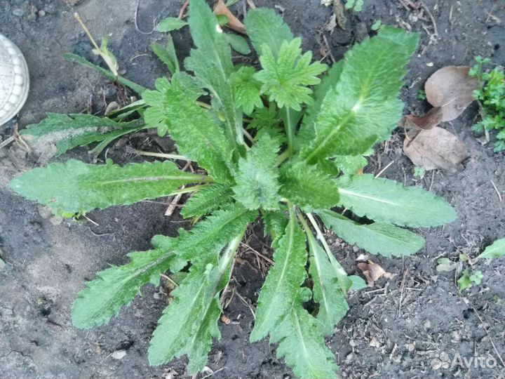 Растения цветы для сада