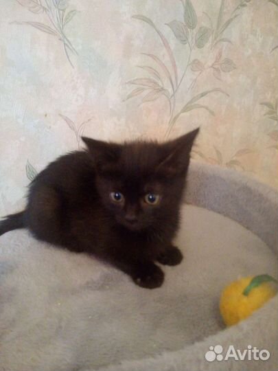 Помогите котятам