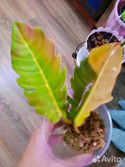 Филодендрон Серратум Оранж