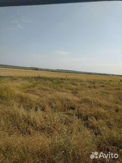 Продам ячмень этого года 250 кг