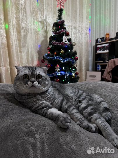 Вязка с шотландским вислоухим котом