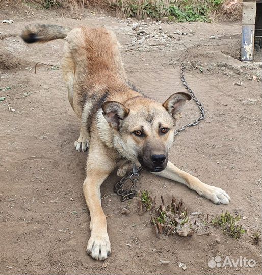 Собака в добрые руки отдам бесплатно