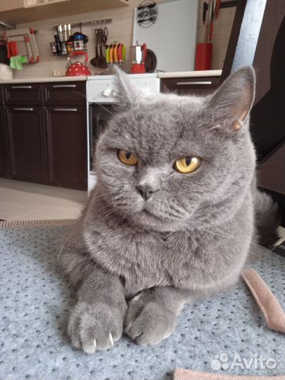 Британец кот