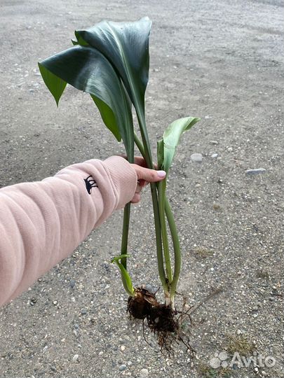 Эухарис- Амазонская Лилия