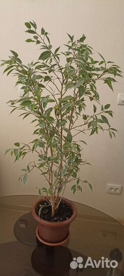 Фикус бенджамина пестролистный