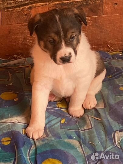 Собака щенок бесплатно