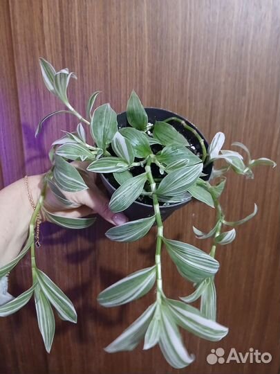 Традесканция