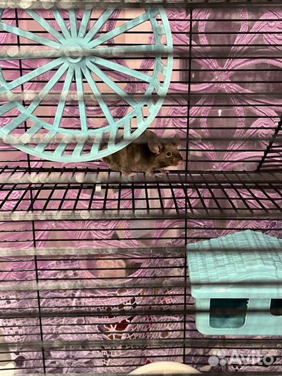 Мышка домашняя