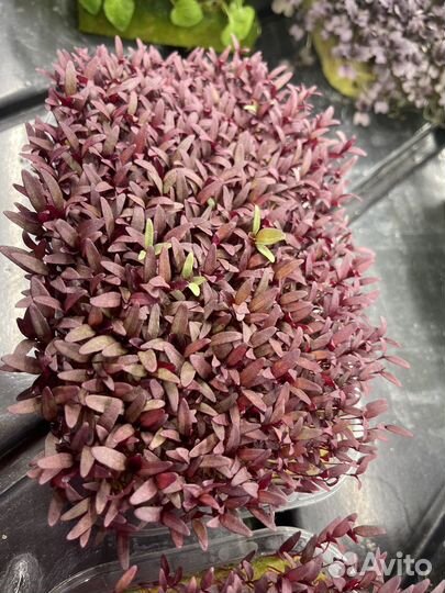 Амарант красный (микрозелень, беби-лист)