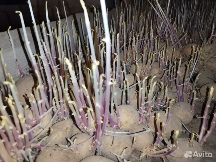 Картошка семенная