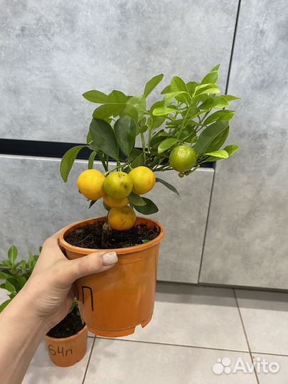 Мандариновое дерево с плодами