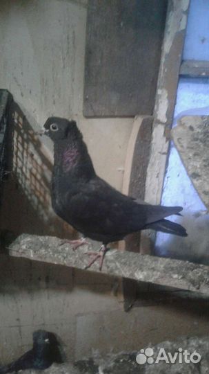 Голуби бойные