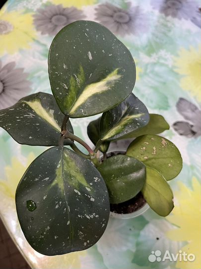 Хоя обовата вариегата