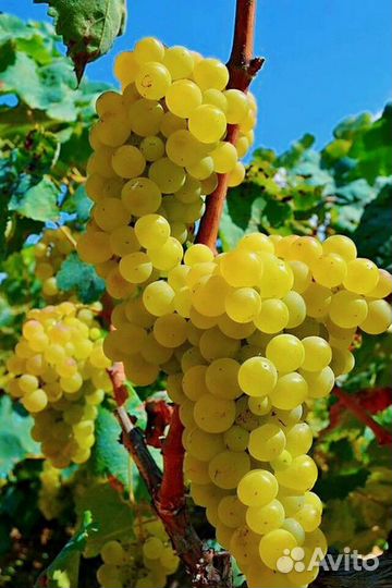 Черенки (чубуки) винограда