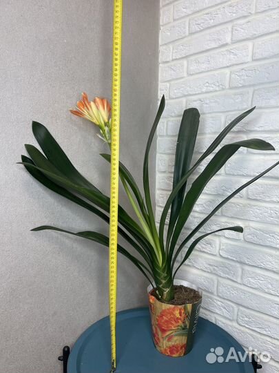 Комнатные цветы кливия