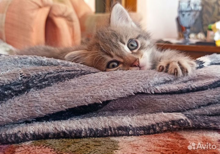 Котëнок в добрые руки