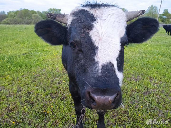 Быки на мясо живым весом