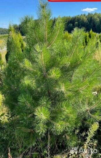 Сосна черная